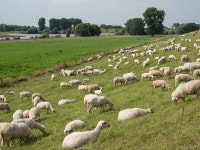 Near the river rhine stock photo. Image of nature, church - 74300308