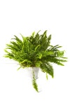 Boston Fern Hanging Basket stock photo. Image of porch - 183594652