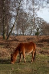 432,513 New Forest Stock Photos - Free & Royalty-Free Stock Photos from Dreamstime