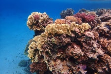 Nice Coral Reef in the Egypt, Safaga Stock Image - Image of diving, water: 309134741
