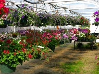 Herb and flower nursery stock photo. Image of herbs, roses - 17419104