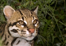 1,895 Ocelot Stock Photos - Free & Royalty-Free Stock Photos from Dreamstime