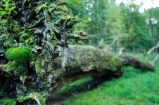 6,336 Uprooted Stock Photos - Free & Royalty-Free Stock Photos from Dreamstime