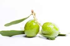 Branch Olive Images - Download 27,320 Royalty Free Photos - Page 19