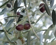Olive fruits on the tree stock image. Image of antioxidant - 176057339