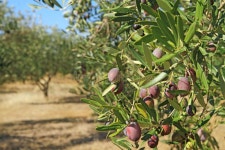 27,044 Olive Grove Stock Photos - Free & Royalty-Free Stock Photos from Dreamstime
