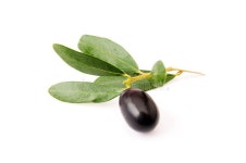 Olive stock image. Image of white, italy, organic, fresh - 2676227