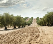 Olive trees stock image. Image of olive, natural, grove - 26836315