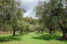 Olive trees plantation stock photo. Image of branch, plant - 7970958