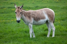 385 Onager Stock Photos - Free & Royalty-Free Stock Photos from Dreamstime