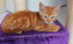 Orange baby stock photo. Image of orange, nose, whiskers - 994002