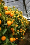 146,083 Orange Plants Stock Photos - Free & Royalty-Free Stock Photos from Dreamstime