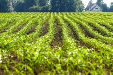 Organic corn plants stock image. Image of rural, corn - 14892529
