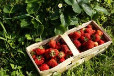 349,740 Strawberries Stock Photos - Free & Royalty-Free Stock Photos from Dreamstime - Page 7