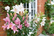 72,303 Garden Uk Stock Photos - Free & Royalty-Free Stock Photos from Dreamstime