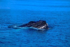 Outstanding Shot of a Humpback Whale in the Sea Stock Image - Image of french, animal: 156145477