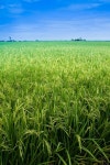 161,246 Paddy Field Stock Photos - Free & Royalty-Free Stock Photos from Dreamstime