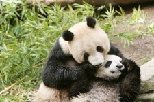 6,890 Cub Panda Stock Photos - Free & Royalty-Free Stock Photos from Dreamstime