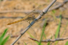 Pantala flavescens stock image. Image of wild, notoneetidae - 271854535