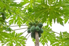 17,328 Papaya Tree Stock Photos - Free & Royalty-Free Stock Photos from Dreamstime