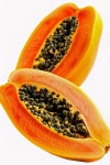 Papaya on white background stock illustration. Illustration of fruits - 313649523