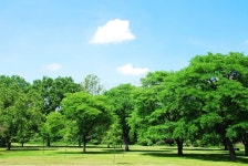 Park in Summer stock photo. Image of grass, nature, background - 23687842