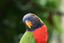 Parrot 1 stock image. Image of tropic, feather, talk, cocked - 150001