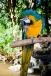 168,429 Parrot Stock Photos - Free & Royalty-Free Stock Photos from Dreamstime - Page 14