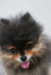 1,340 Pekinese Stock Photos - Free & Royalty-Free Stock Photos from Dreamstime