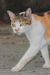 8,060 Cat Run Stock Photos - Free & Royalty-Free Stock Photos from Dreamstime