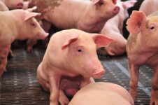 Pig Farm stock image. Image of swine, farm, snout, animal - 3911555