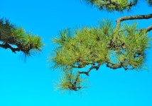 Looking up stock photo. Image of north, blue, crisp, winter - 2220880