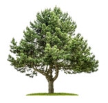 4,586,013 White Tree Stock Photos - Free & Royalty-Free Stock Photos from Dreamstime