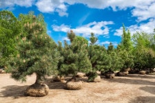 1,000,268 Tree Farm Stock Photos - Free & Royalty-Free Stock Photos from Dreamstime
