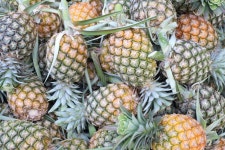 Pineapple fruit field stock photo. Image of green, fresh - 34561072