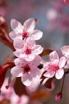 463,070 Blossom Cherry Stock Photos - Free & Royalty-Free Stock Photos from Dreamstime