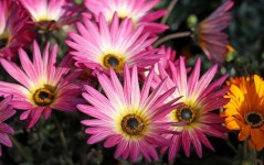 Road stock photo. Image of centre, trees, daytime, scenic - 38692608