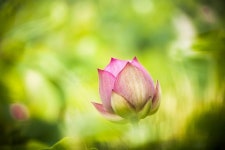 Pink Nelumbo Nucifera Gaertn Lotus Bud Stock Photo - Image of leaf, gaertn: 43337030