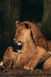 Two Lazy Lions Looking at the Camera Stock Photo - Image of cute, feline: 9552204 Two Lazy Lions Looking At The Camera Stock... 