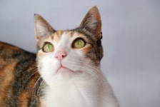 Beautiful Striped Cat Looking Up Isolated On White Background Picture. Image: 145099647