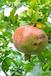 Mango stock photo. Image of tropical, tree, tropic, foliage - 18626016