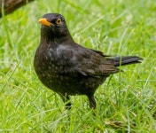 32,172 Blackbird Stock Photos - Free & Royalty-Free Stock Photos from Dreamstime