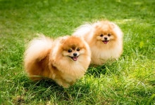 Portrait of Cute Two Pomeranian Dogs at the Park. Stock Image - Image of grass, lawn: 198040185