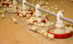 201,975 Poultry Farm Stock Photos - Free & Royalty-Free Stock Photos from Dreamstime