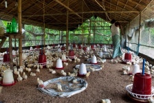 Poultry Editorial Images: Over 4,474 Stock Photos - Dreamstime Poultry Editorial Images: Over 4,474  Stock Photos - Dreamstime