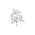 Sketch Style Hand Drawn Botanical Illustration. Stock Vector - Illustration of decorative, elegant: 194767874