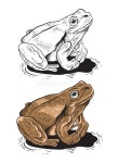 Hand Drawn Frog Line Art Vector Stock Vector - Illustration of graphic, drawing: 226980581