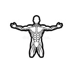 Muscular Groups Stock Illustrations – 196 Muscular Groups Stock Illustrations, Vectors & Clipart - Dreamstime
