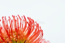 Nutan Flower, Catherine-wheel Leucospermum, Catherine`s Pincushion.Ranunculus. One Orange Isolated Flower At A White Background... 