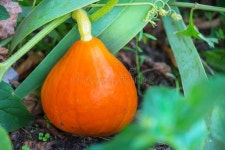 Pumpkin stock photo. Image of fresh, market, farm, plant - 100769298